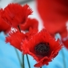minibild