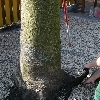 minibild